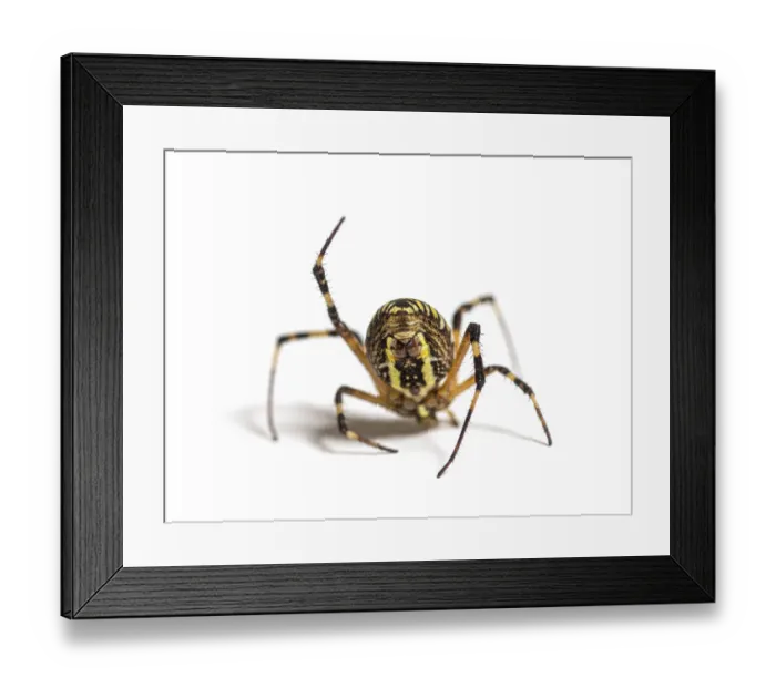 Framed Print : Wasp spider in distress hanging from its web Framed Print : Wasp spider in distress hanging from its web