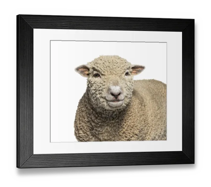 Framed Print : Head shot, portrait, Southdown sheep