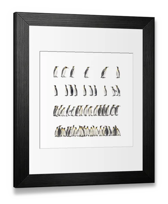 Framed Print : Colony of many king penguins together
