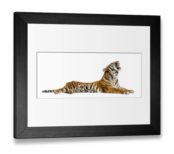 Framed Print : Roaring Tiger lying down isolated on white