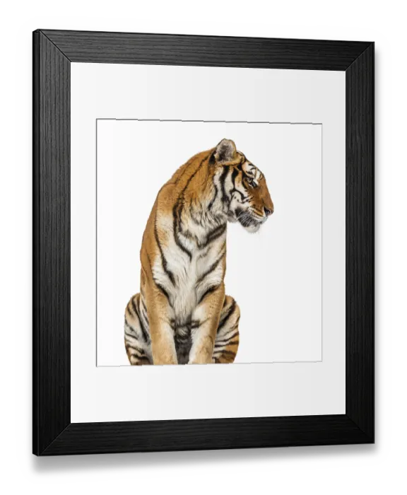 Framed Print : Tiger's head portrait, close-up Framed Print : Tiger's head portrait, close-up