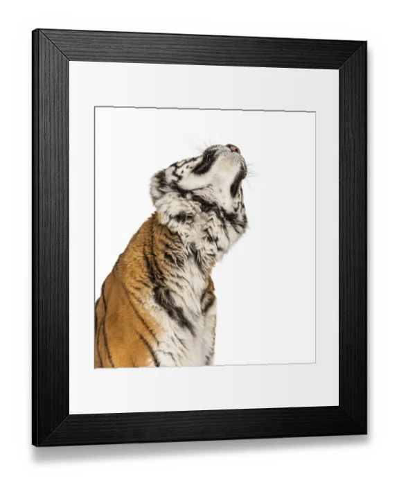 Framed Print : Looking up Tiger's head portrait