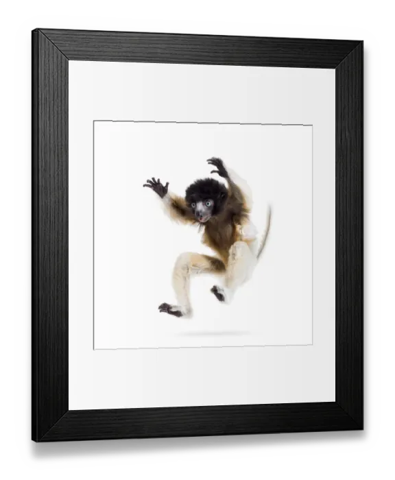 Framed Print : Soa, 4 months old, Crowned Sifaka