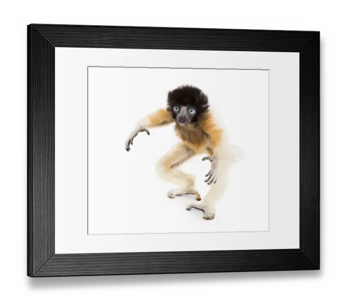 Framed Print : Soa, 4 months old, Crowned Sifaka standing against white background