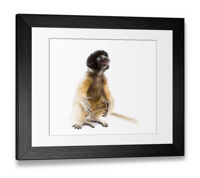 Framed Print : Soa, 4 months old, Crowned Sifaka sitting against white background Framed Print : Soa, 4 months old, Crowned Sifaka sitting against white background