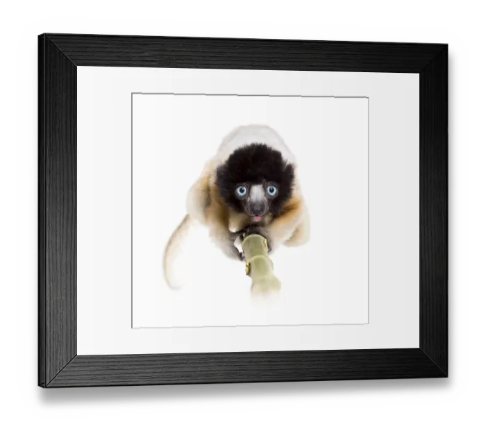 Framed Print : 4 months old approaching baby Crowned Sifaka looking at camera against white background