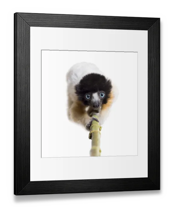 Framed Print : 4 months old approaching baby Crowned Sifaka looking at camera against white background