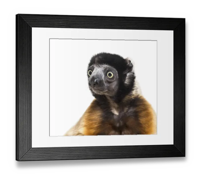 Framed Print : Crowned Sifaka against white background Framed Print : Crowned Sifaka against white background