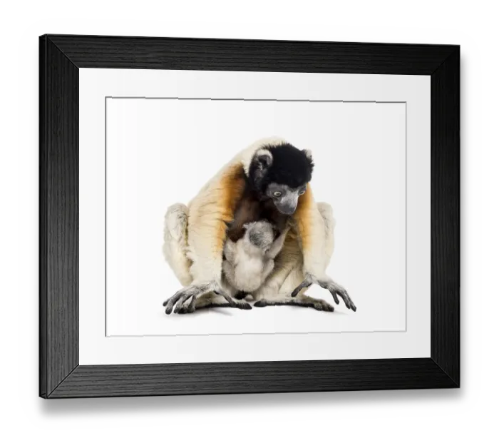 Framed Print : Mother Crowned Sifaka and her two months old baby sitting against white background Framed Print : Mother Crowned Sifaka and her two months old baby sitting against white background