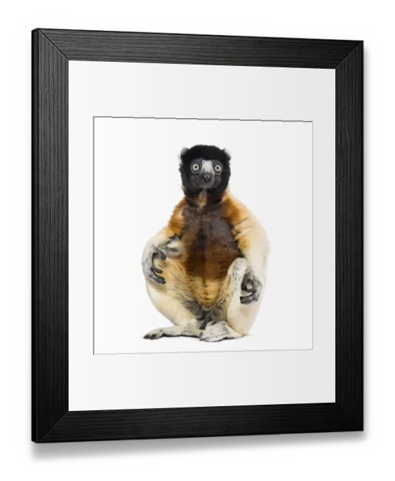 Framed Print : Crowned Sifaka sitting against white background