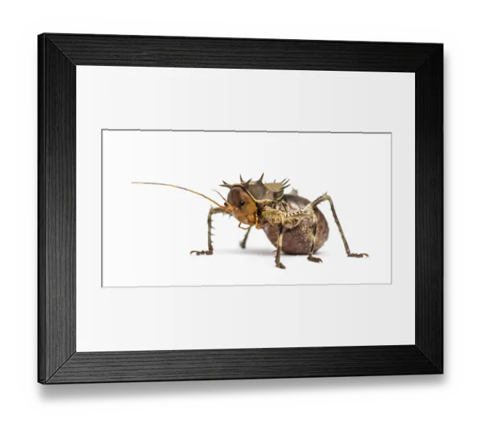Framed Print : Side view of a Soldier Cricket