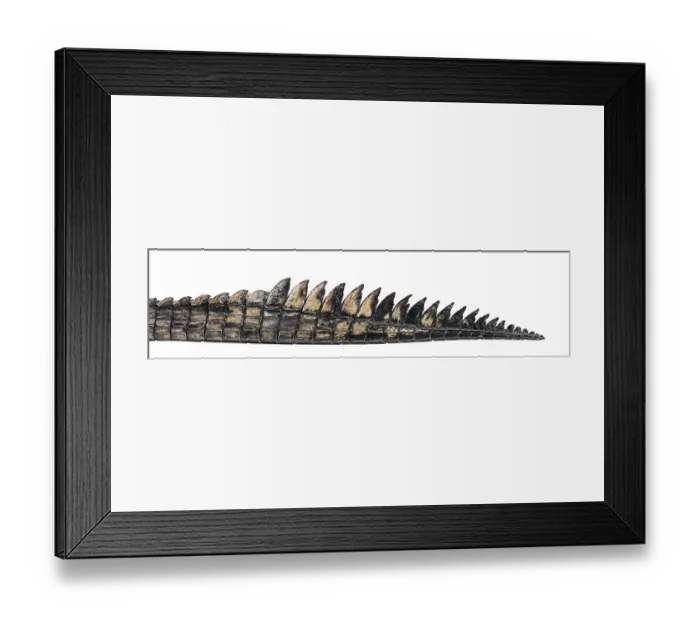 Framed Print : Detail of a Fish-eating crocodile tail Framed Print : Detail of a Fish-eating crocodile tail