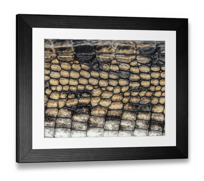 Framed Print : Detail of a Fish-eating crocodile scales Framed Print : Detail of a Fish-eating crocodile scales