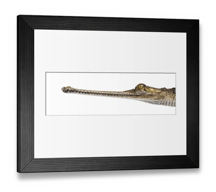 Framed Print : Close-up on a Young Fish-eating crocodile