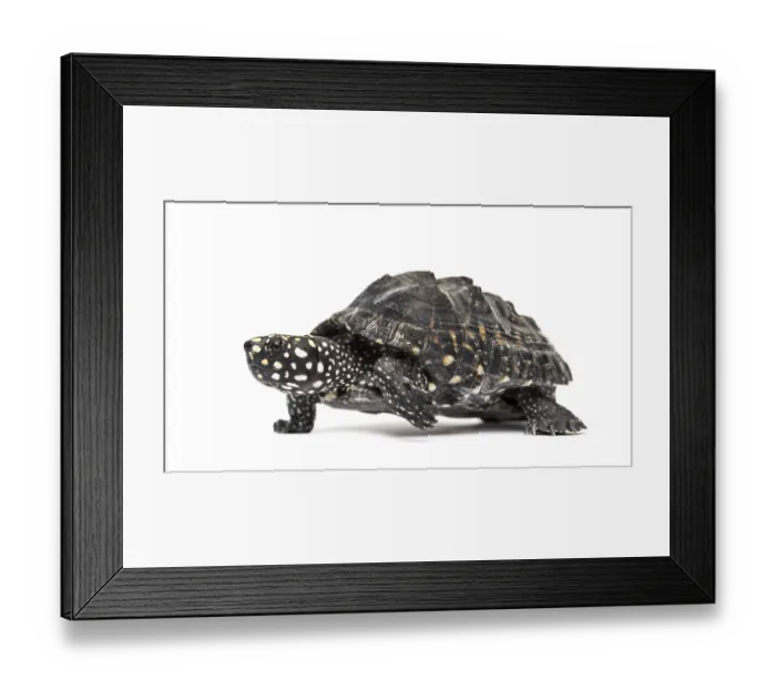 Framed Print : Side view of a Walking Black pond turtle