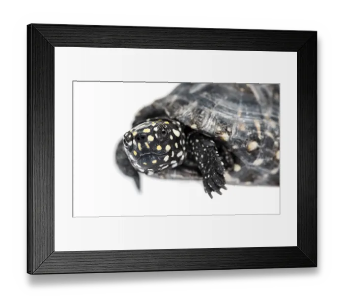 Framed Print : Black pond turtle, Geoclemys hamiltonii, isolated Framed Print : Black pond turtle, Geoclemys hamiltonii, isolated