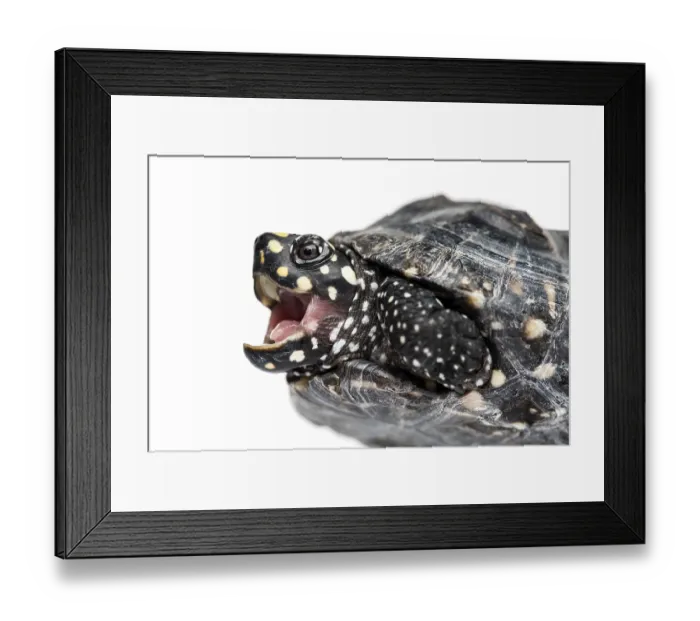 Framed Print : Close-up of a Black pond turtle mounth open