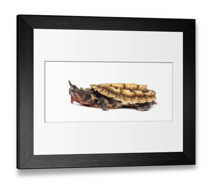 Framed Print : Mata Mata, Chelus fimbriata, turtle