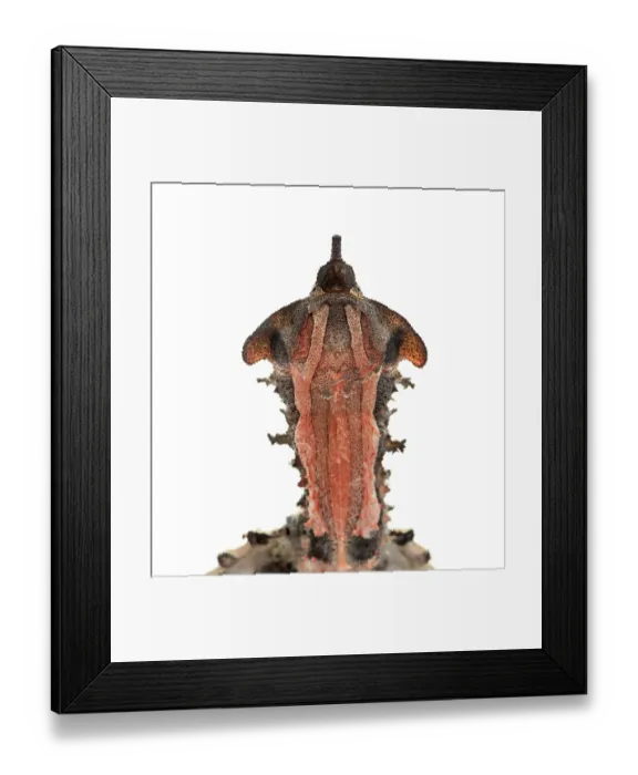 Framed Print : Mata Mata, turtle, Chelus fimbriata Framed Print : Mata Mata, turtle, Chelus fimbriata