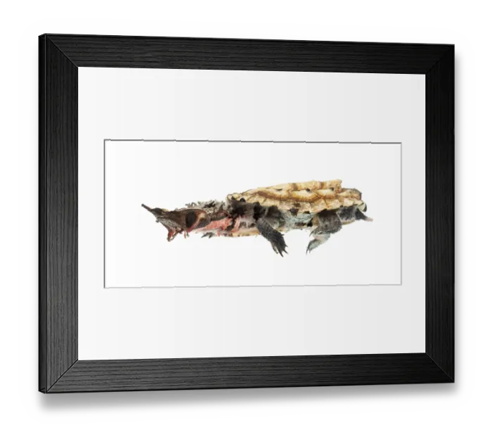 Framed Print : Side view of a Mata Mata swimming Framed Print : Side view of a Mata Mata swimming