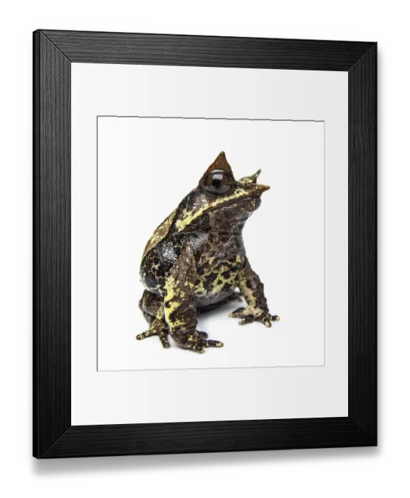 Framed Print : Side view of a Long-nosed horned frog looking at the camera