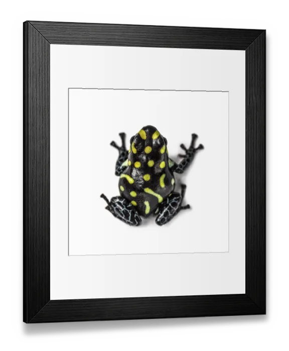 Framed Print : Top view of a Spotted poison frog