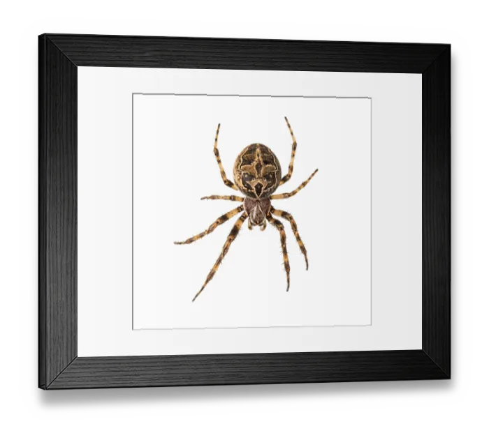 Framed Print : Diadem spider on its web, Araneus diadematus