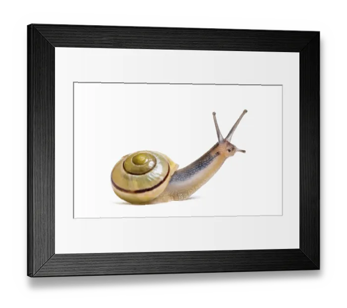 Framed Print : Grove snail or brown-lipped snail