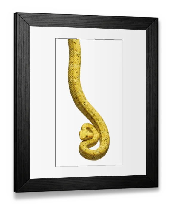 Framed Print : Bothriechis schlegelii, Bothriechis schlegelii