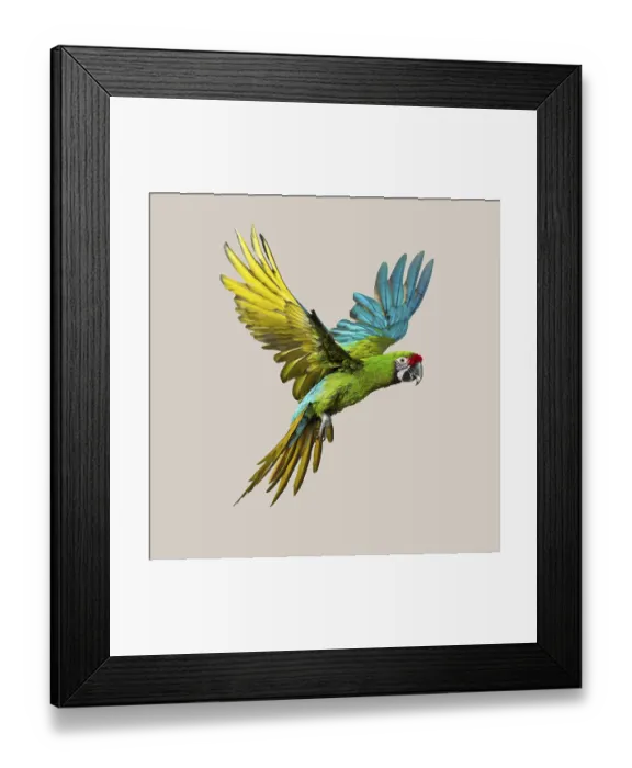 Framed Print : Military macaw - ara militaris - showing colorful plumage during flight Framed Print : Military macaw - ara militaris - showing colorful plumage during flight