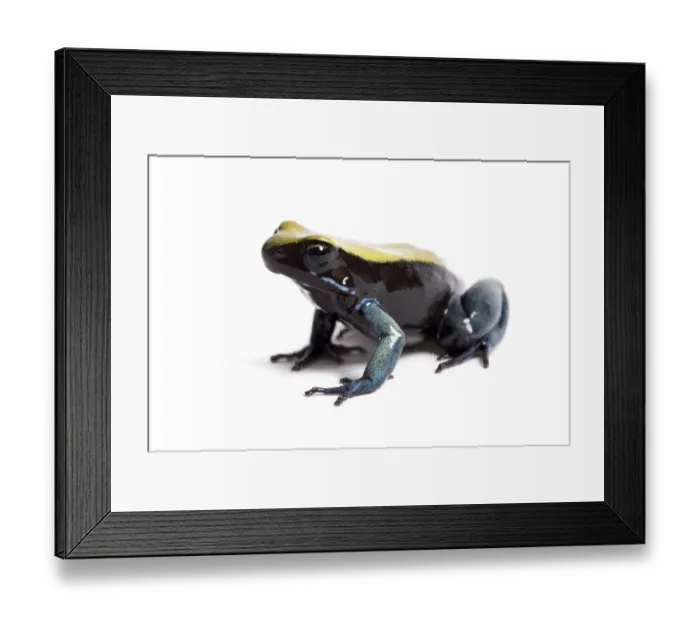 Framed Print : Blue-legged mantella, Mantella expectata