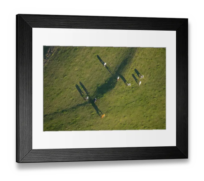 Framed Print : Aerial view, cows in pasture, Am Uchtenberg Framed Print : Aerial view, cows in pasture, Am Uchtenberg