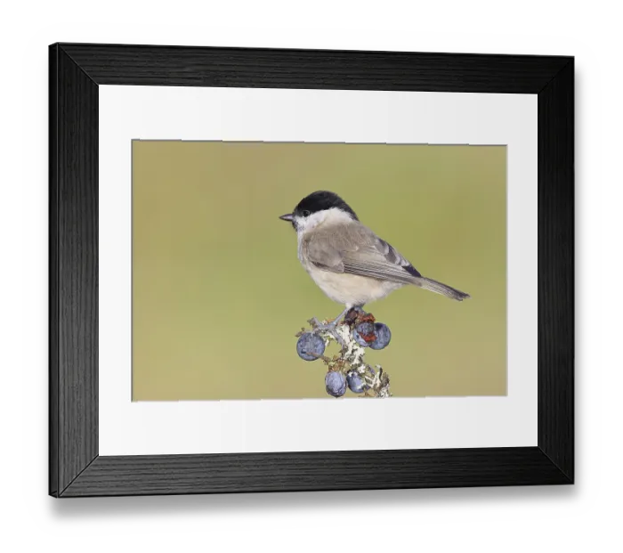 Framed Print : Swamp tit, (Parus palustris), sitting on a branch in a blackthorn bush