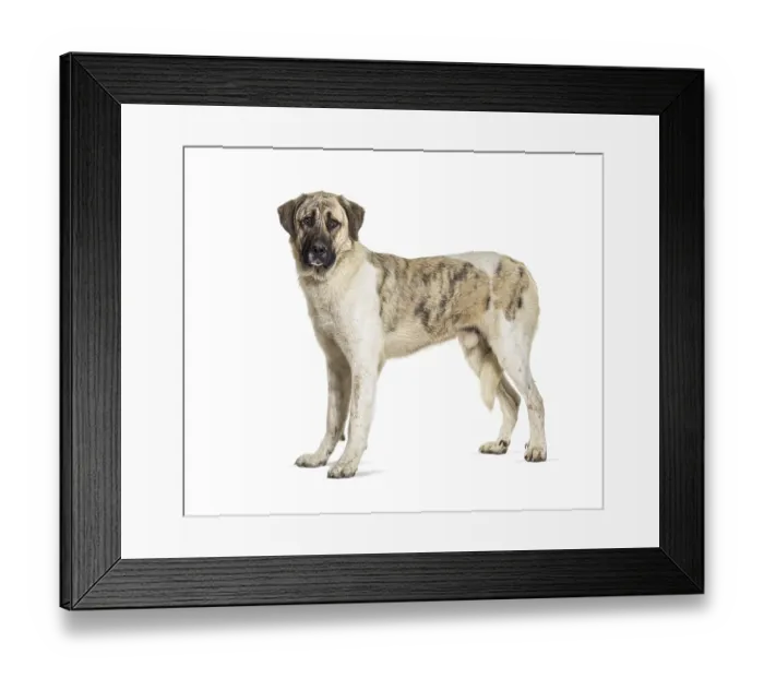 Framed Print : Profile view of a Transmontano Mastiff