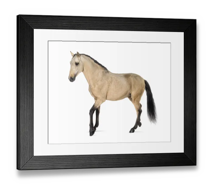 Framed Print : Lusitano horse walking, side view Framed Print : Lusitano horse walking, side view