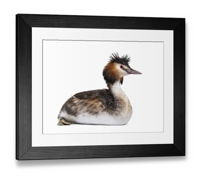 Framed Print : Great crested grebe, Podiceps cristatus Framed Print : Great crested grebe, Podiceps cristatus