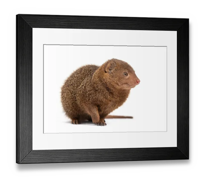 Framed Print : Ethiopian dwarf mongoose, Helogale hirtula