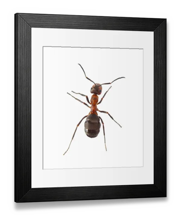Framed Print : Red wood ant - Formica rufa or southern wood ant
