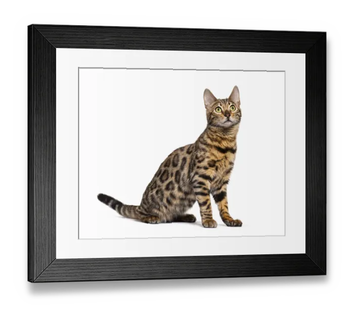 Framed Print : Profile of a Bengal cat sitting and looking up