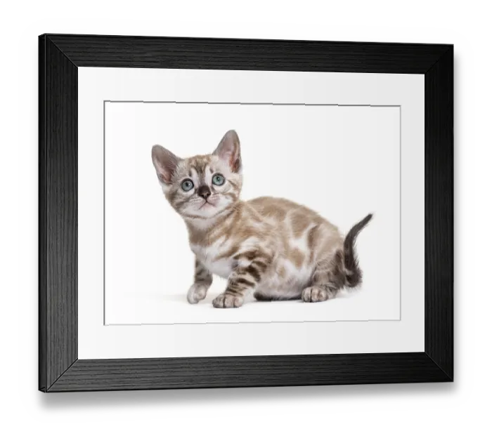 Framed Print : Bengal cat kitten, isolated on white Framed Print : Bengal cat kitten, isolated on white