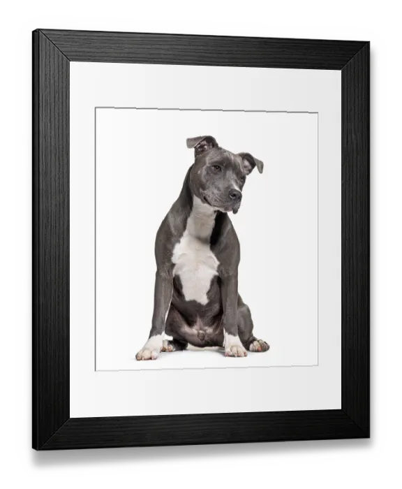 Framed Print : American Staffordshire Terrier Framed Print : American Staffordshire Terrier