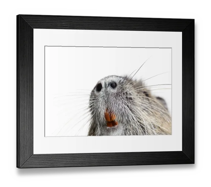 Framed Print : Details of the teeth and whiskers of a coypu Framed Print : Details of the teeth and whiskers of a coypu