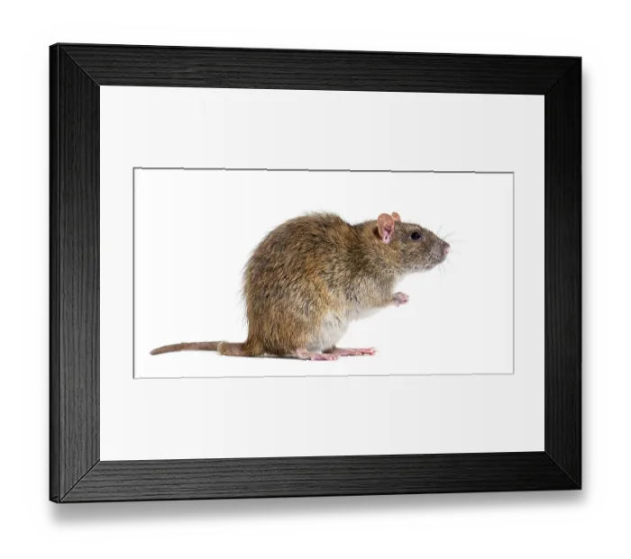 Framed Print : Side view of a brown rat On its hind legs