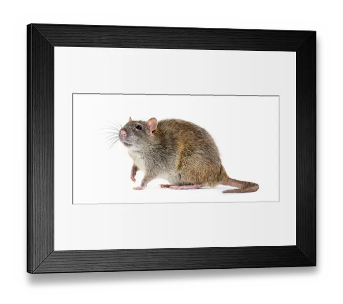 Framed Print : Side view of a brown rat, Rattus norvegicus Framed Print : Side view of a brown rat, Rattus norvegicus