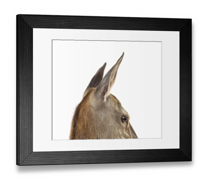 Framed Print : Head shot on a doe on the lookout Framed Print : Head shot on a doe on the lookout