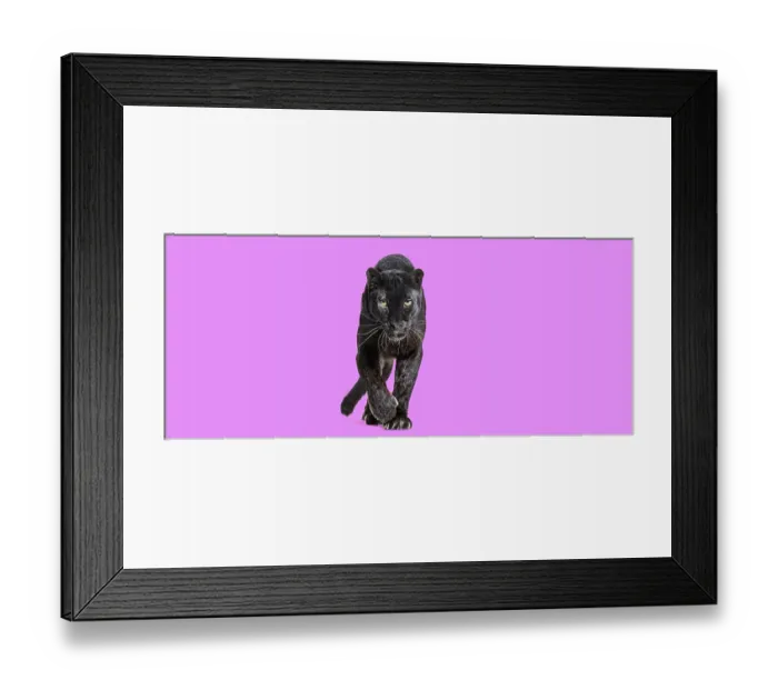 Framed Print : Black leopard walking towards the camera and staring at the camera isolated on pink background