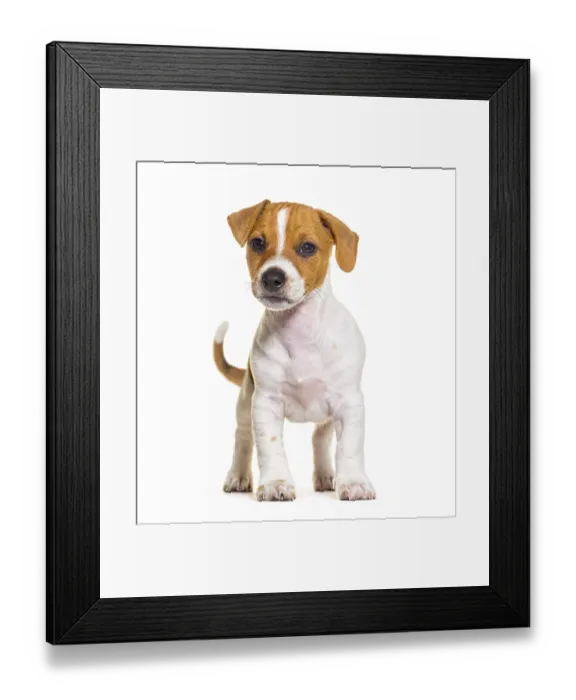 Framed Print : Standing in front Jack russel puppy nine weeks old