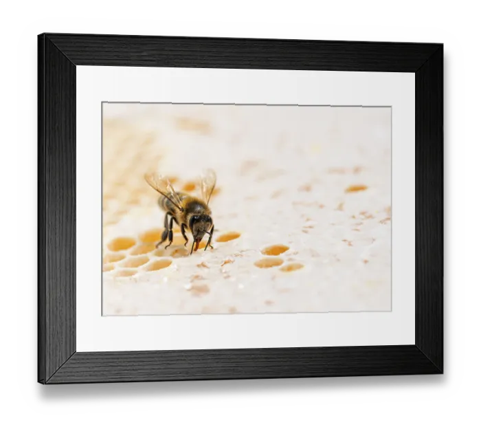 Framed Print : Bee eating honey with its tongue on honeycomb