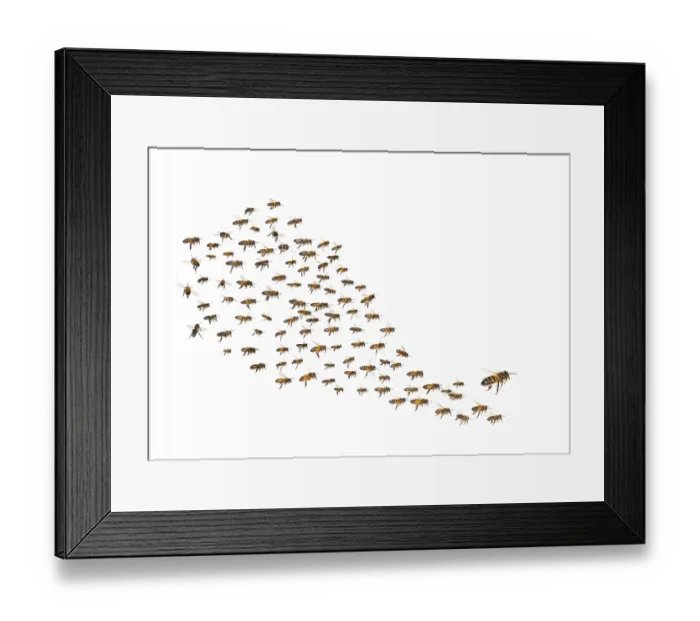 Framed Print : Swarm of bees in flight isolated on white background