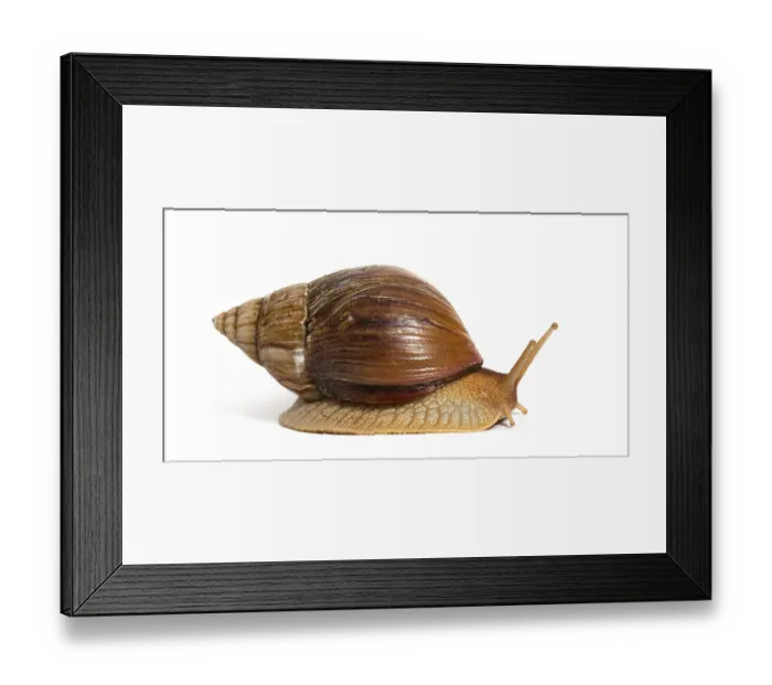 Framed Print : Side view of Giant African land snail